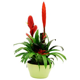 Bromelia