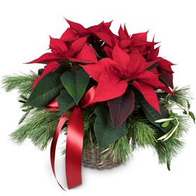 Indoor plant Christmas Dream poinsettia