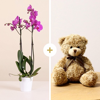 Pink Orchid with Teddy Bear