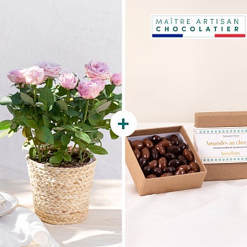 Rosier et ses chocolats - Rose plant and chocolates